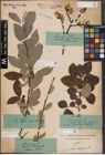 Foto von Salix caprea L.